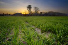 Last rays over the fields