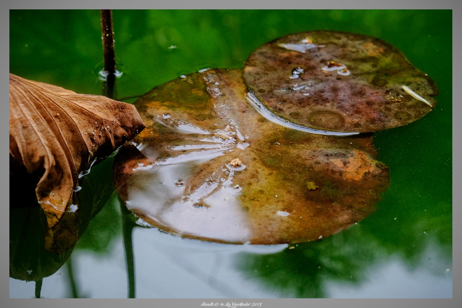 Life Through My Viewfinder