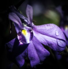 flower macro focus stacking 18108679140 O