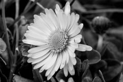 petite fleurejpg 16634789200 O