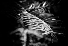 17634174814 dddaf58059 O