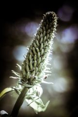 18068971718 3445e9ea02 O