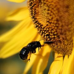 Bee On sunflower 18724479824 O