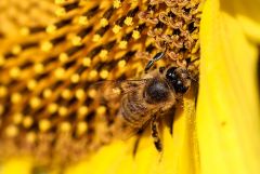 Bee On sunflower 18724483824 O