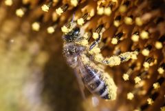 Bee On sunflower 18724495624 O