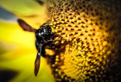 Bee On sunflower 19159399138 O