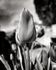 flower 16580207363 O