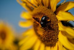 Bee On sunflower 19347005235 O