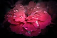 flower macro focus stacking 18108678930 O