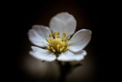 flower 17822080640 O