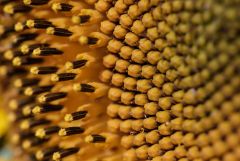 sunflower 19340940392 O