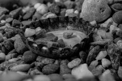 capsulejpg 16199819404 O