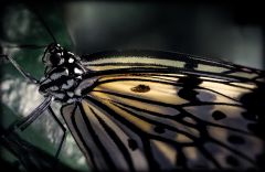 Butterfly - photo stacking technic