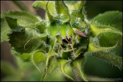 DSF1318 2A crop © LG