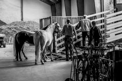 Horse Trading
