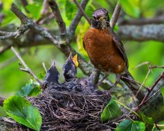 Bird Nest 04