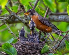 Bird Nest 03