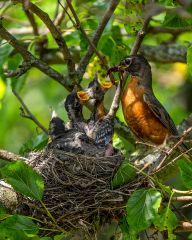 Bird Nest 01