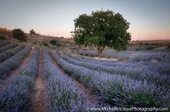 Lavender Field, Spain