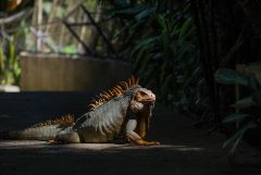 The Star in Costa Rica