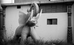 Elephant in Crucita