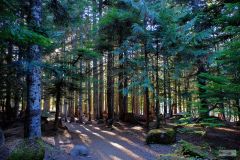 Woods in Oregon