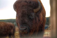 Buffalo on the ranch