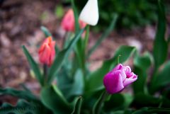 Tulips of early spring