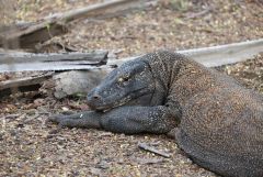 Komodo Dragon