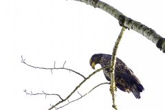Juvenile Bald Eagle at Harrison Bay