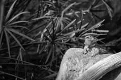 Bearded Dragon Indianapolis Zoo