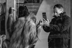 Chimpanzee Indianapolis Zoo