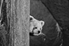 Red Panda Indianapolis Zoo