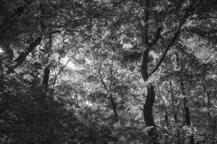 Shades State Park Indiana