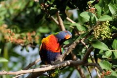 Lorikeet looking at me.