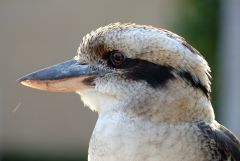 Kookaburra