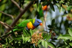 Lorikeet feeding