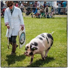 Cotswold show 21