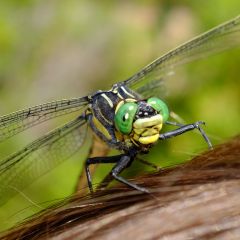 dragonfly on my son's jead
