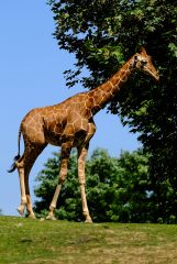 Giraffe