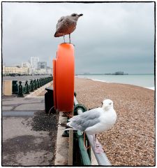 Brighton 13