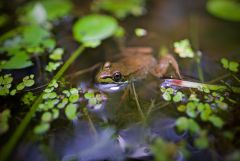 Frog in a pond
