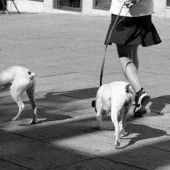Litle Girl With The Dog