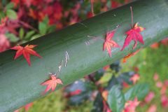 Stubborn Leaves
