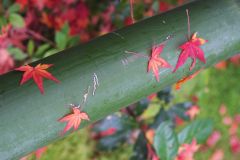 Stubborn Leaves