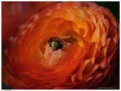 DSCF6218 Fx C43 R85 resize