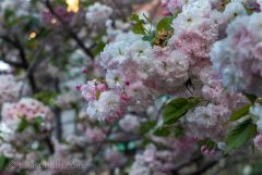 Kanzan / Kwanzan Cherry Blossom in Oakland, California, USA