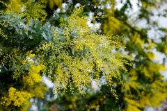 Mimosa Tree's (Acacia dealbata, フサアカシア) Yellow Blossoms / Sunday in San Francisco