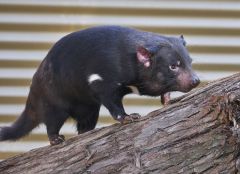 2016 11 06 X T2 DSCF5461