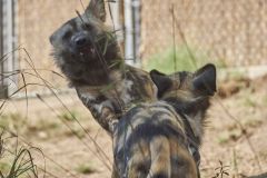 2016 11 06 X T2 DSCF5841